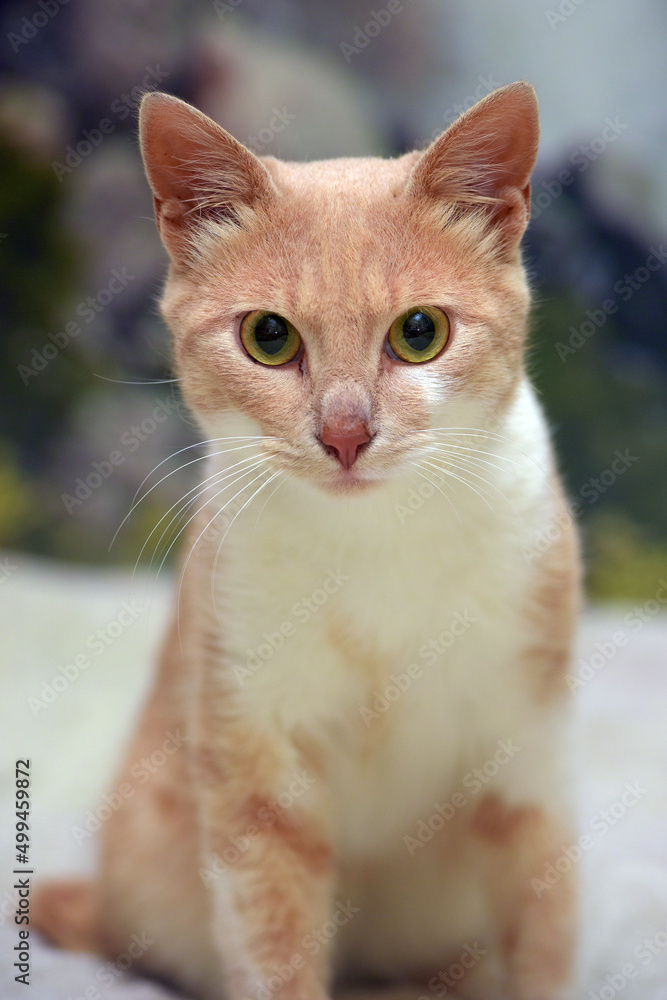 peach and white cute young cat on the couch peach and white cute young cat on the couch