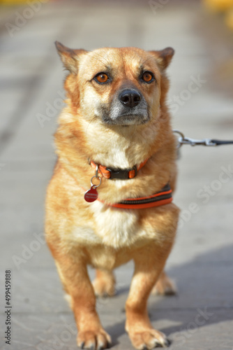 little ginger dog half-breed on a leash