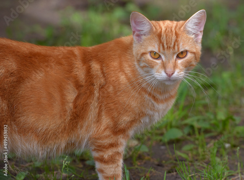 ginger beautiful domestic cat in the summer