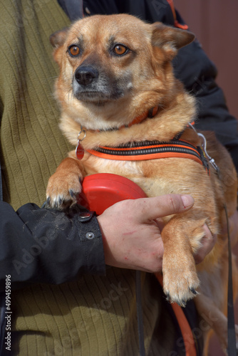 small red-haired mestizo dog in a collar for a walk