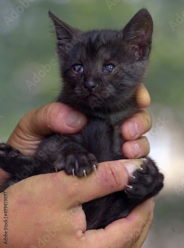 little black kitten with a sore eye