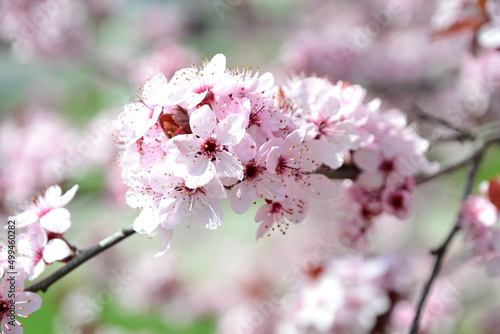 pink flowers in the tree at spring