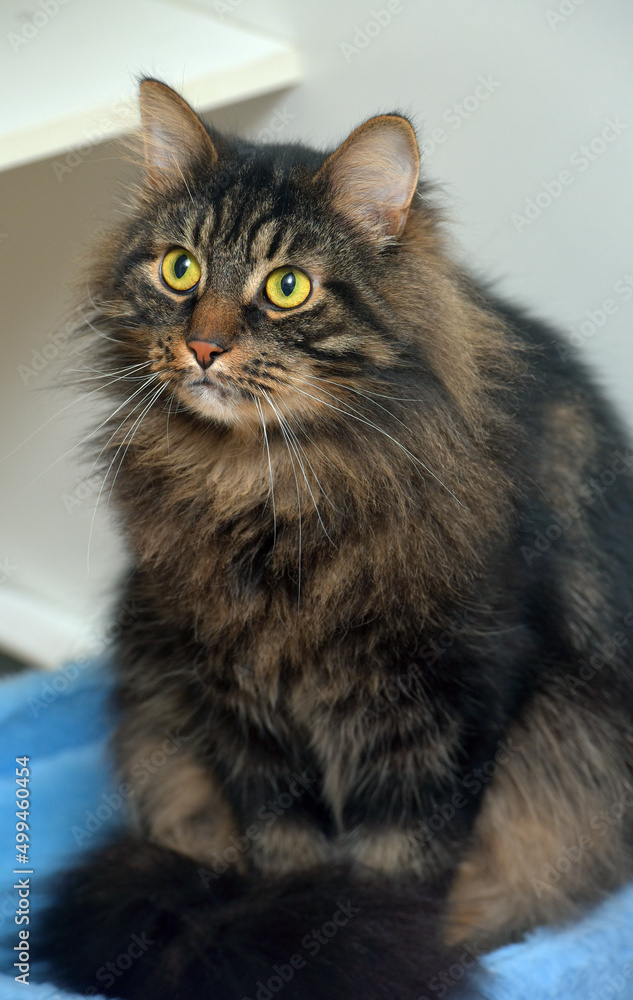 brown fluffy siberian cat on a light background