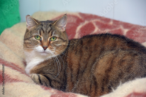 brown and white tabby cat