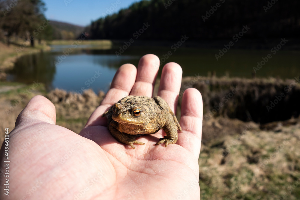A frog on the palm in nature by a pond during the breeding season A frog on the palm in nature by a pond during the breeding season