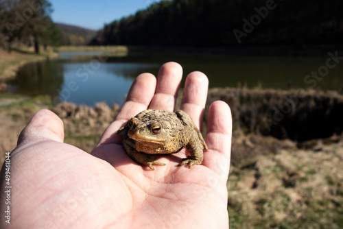 A frog on the palm in nature by a pond during the breeding season Fototapet