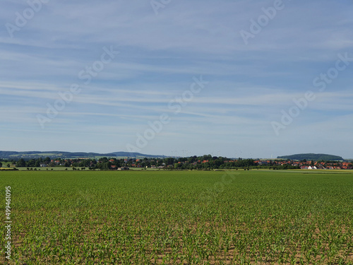 field of wheat