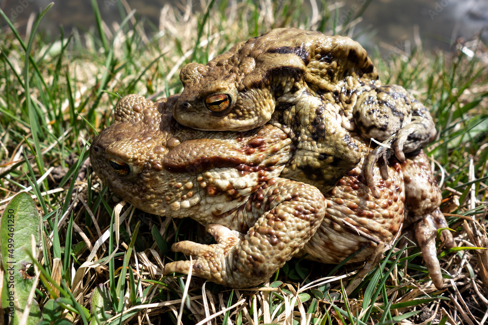 Mating frogs by the pond in spring Mating frogs by the pond in spring