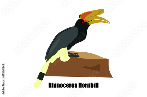 A rhinoceros hornbill bird (Buceros rhinoceros) vector colored tropical bird illustration icon.