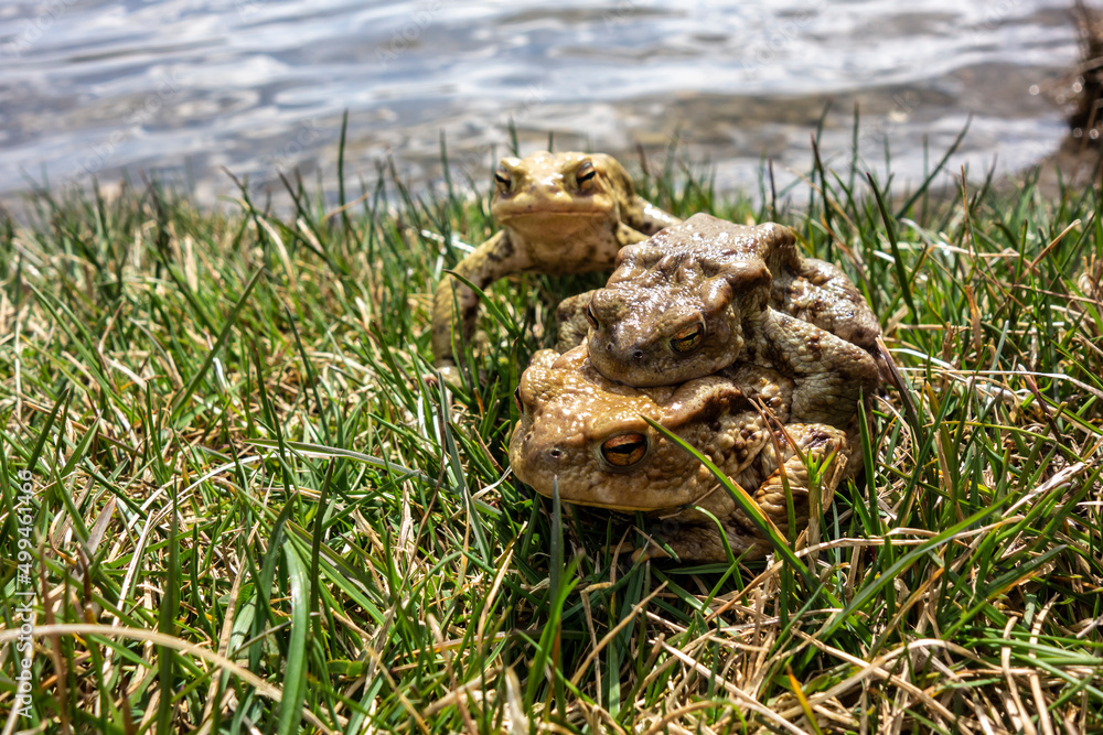 Fototapeta premium Mating frogs by the pond in spring