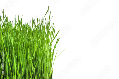 Background with seedlings of green sprouts on a white background with copy space, ecology concept