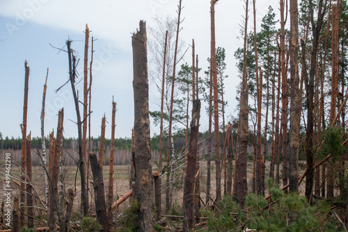 Broken treetops after bomb explosion