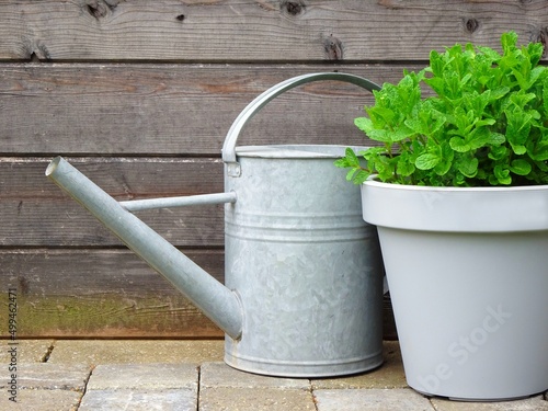 Watering can and a mint plant against a wooden background.