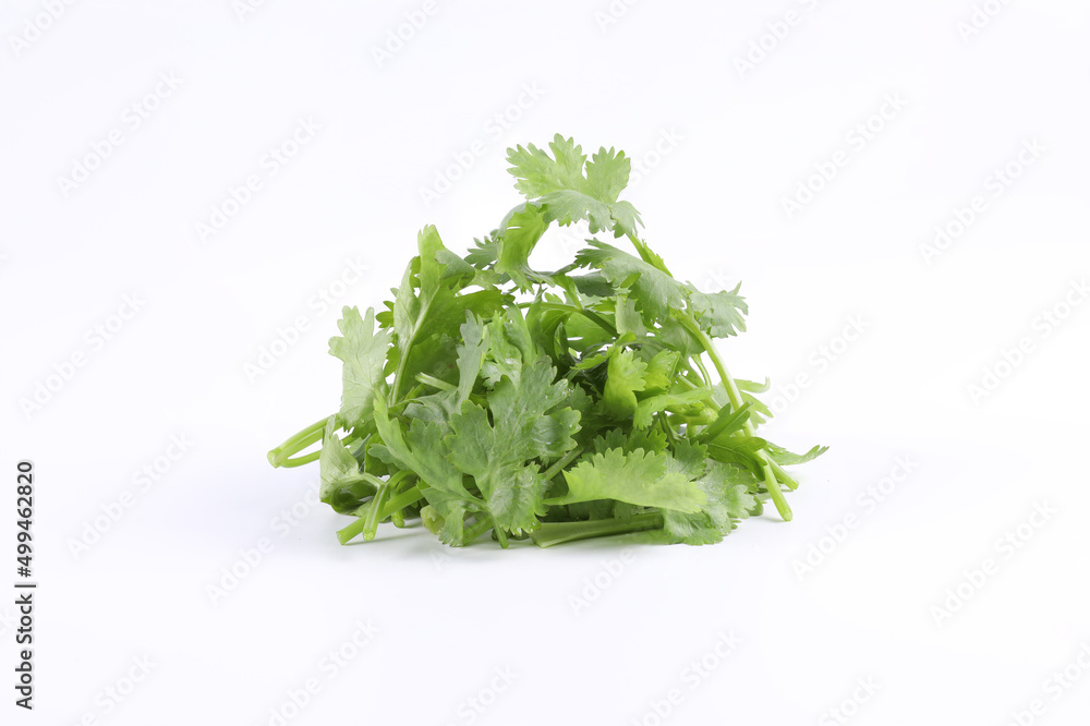 Sliced coriander leaves placed on a white background. It is an edible herb that smells good. It is used for cooking and decorating food. Sliced coriander leaves placed on a white background. It is an edible herb that smells good. It is used for cooking and decorating food.