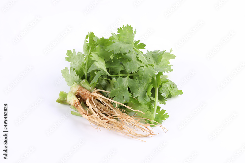 Sliced coriander leaves and coriander roots placed on a white background. It is an edible herb that smells good. Used for cooking and decorating food. Sliced coriander leaves and coriander roots placed on a white background. It is an edible herb that smells good. Used for cooking and decorating food.