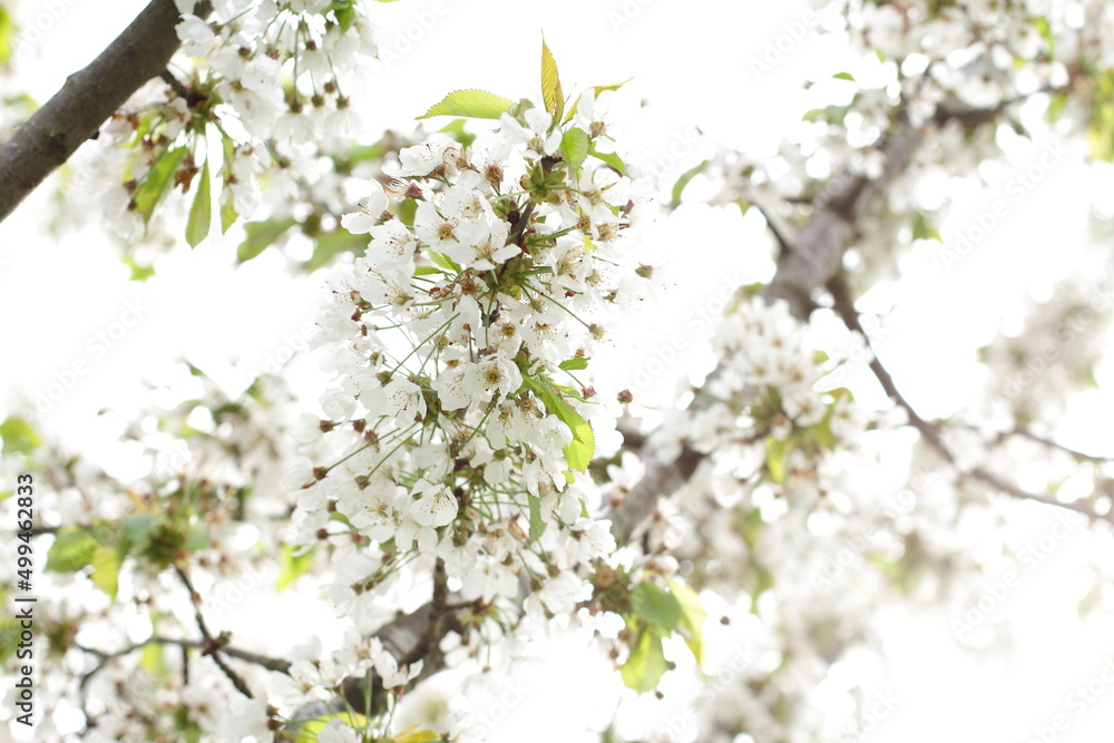 White wild cherry blossom branch, nature background White wild cherry blossom branch, nature background