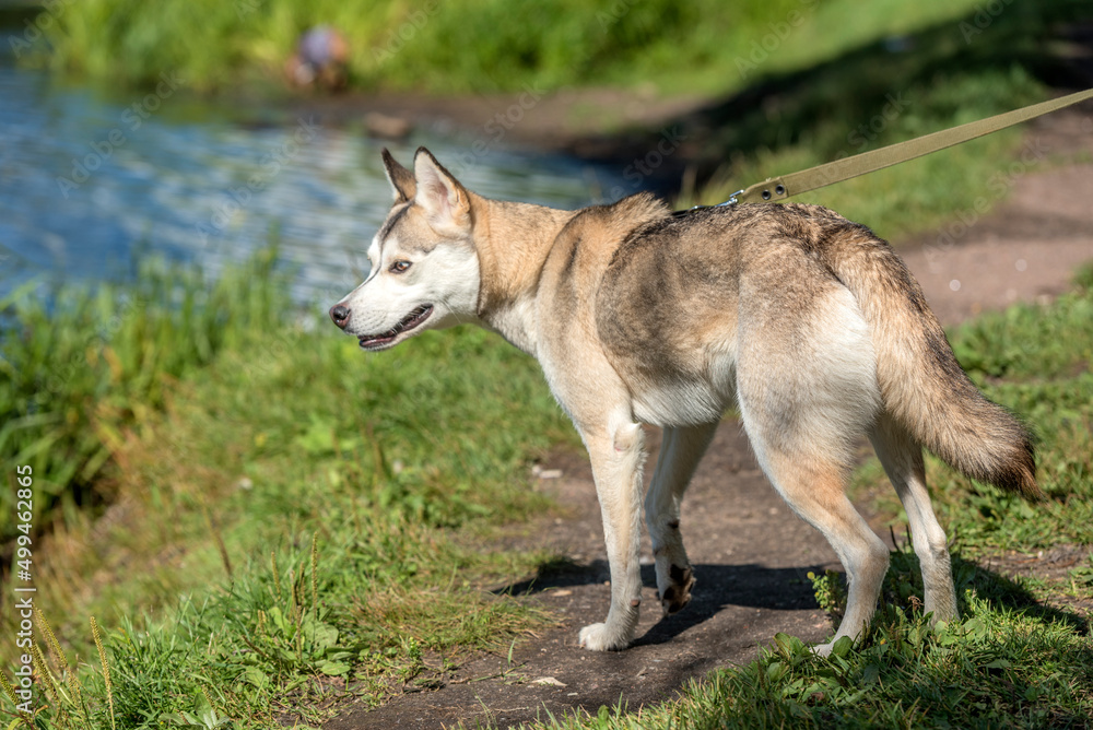 husky  walking in the park in summer