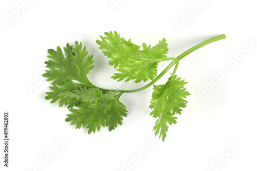 green coriander leaves closeup isolated on white background It is an edible herb that smells good. It is used for cooking and decorating food.