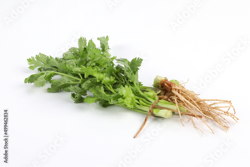 Fresh green coriander and coriander root on white background Bundled together into an edible, fragrant herb. It is used for cooking and decorating food.
