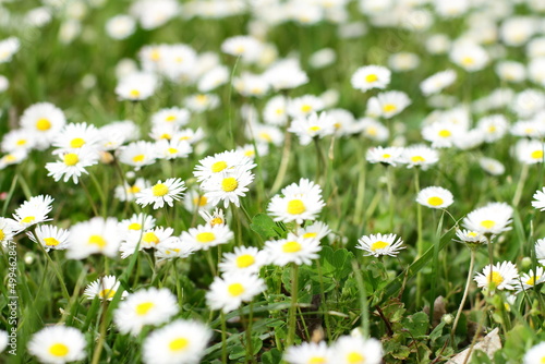 Wild daisy flowers meadow, wild nature background
