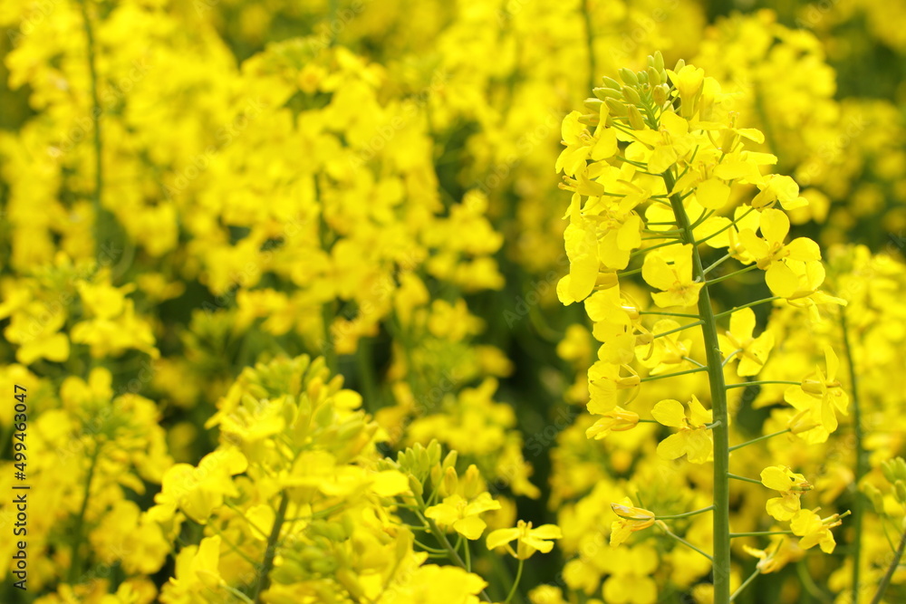 Rapeseed plant meadow, blossom agricultural field Rapeseed plant meadow, blossom agricultural field