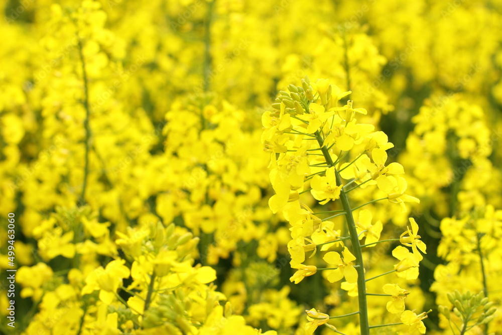Rapeseed plant meadow, blossom agricultural field Rapeseed plant meadow, blossom agricultural field