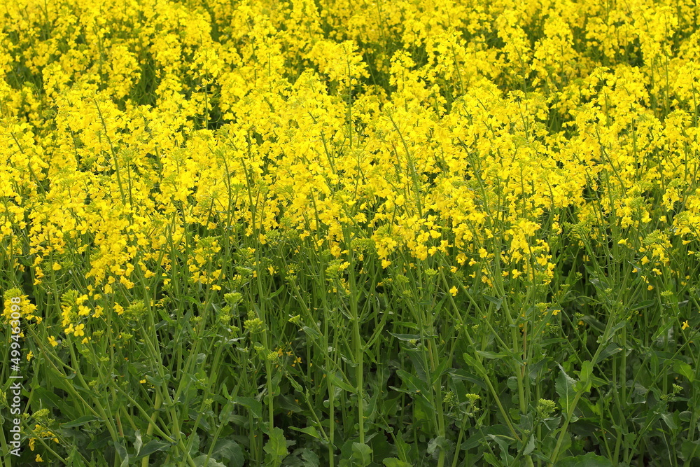Fototapeta premium Rapeseed plant meadow, blossom agricultural field