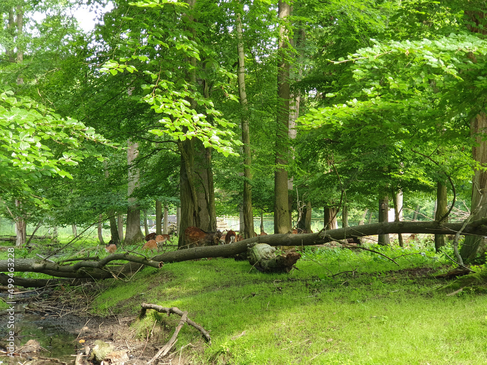 Fototapeta premium Wisentgehege Springe (Germany)
