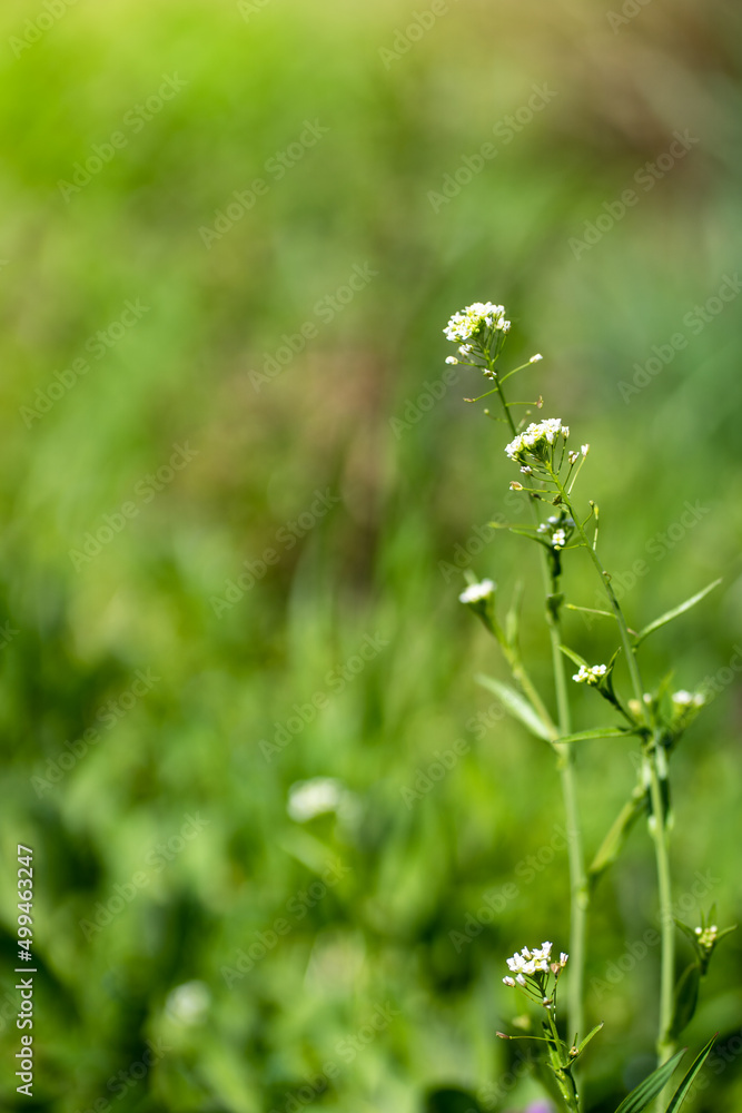 young fresh spring greenery underfoot, dandelions, warm season young fresh spring greenery underfoot, dandelions, warm season