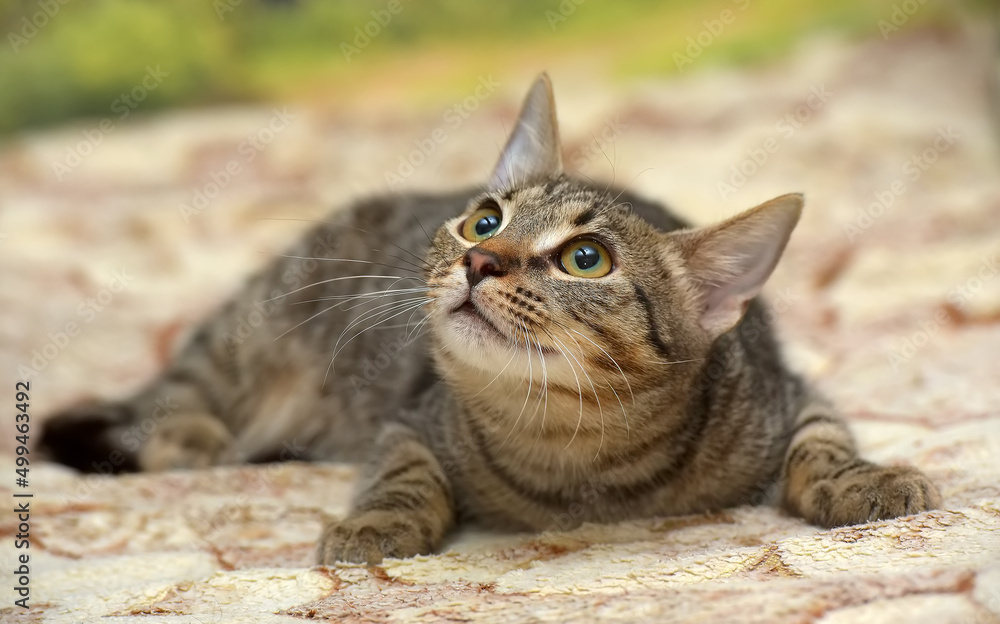 young brown tabby cat european shorthair young brown tabby cat european shorthair