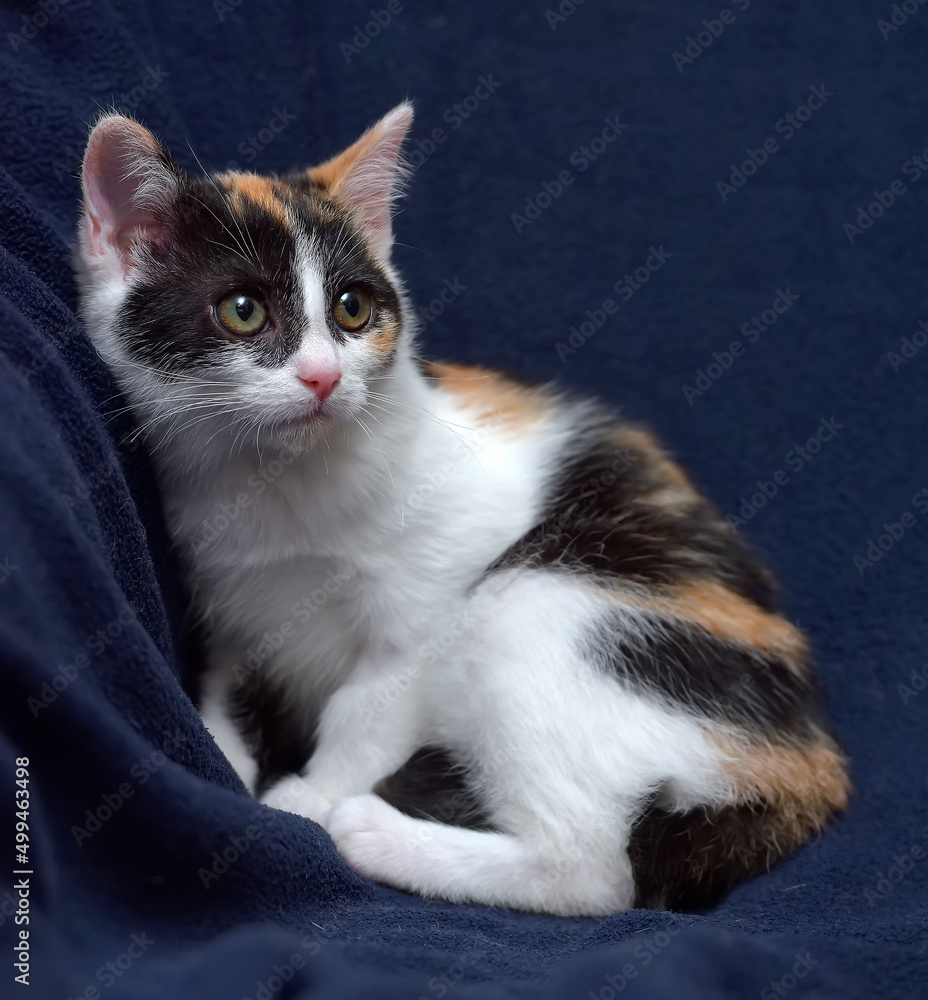 little tricolor kitten on a blue background little tricolor kitten on a blue background