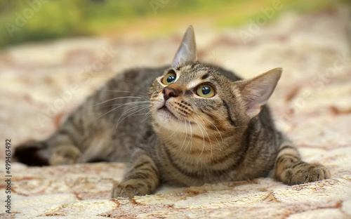 young brown tabby cat european shorthair