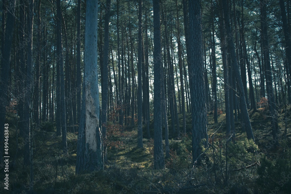 Fototapeta premium forest in the morning