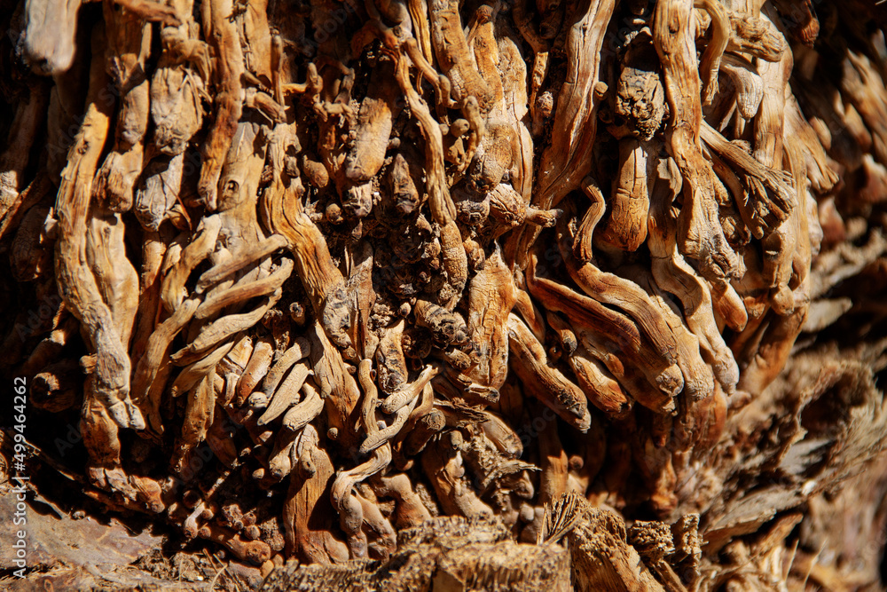 natural background texture of the shoots of the roots of the palm plant natural background texture of the shoots of the roots of the palm plant