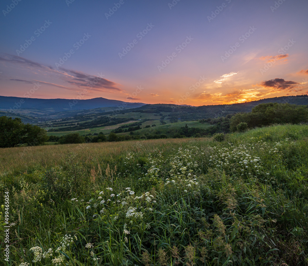 Picturesque June Carpathian mountain countryside meadows. with beautiful wild flowers Picturesque June Carpathian mountain countryside meadows. with beautiful wild flowers