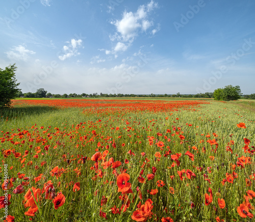 Wheat field and red poppy flowers  Ukraine