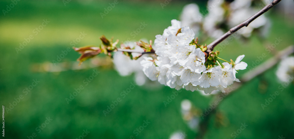 Obraz premium Selective focus of beautiful cherry blossom branches on a background of green grass. Beautiful cherry blossoms during the spring season in the park. Beauty is in nature.