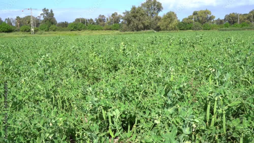 Green pea field at harvest time Green pea field at harvest time