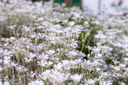 whiteand blue Phlox subulata blooming on the meadow.Phlox awl-shaped. many beautiful purple flowers.colorful white moss phlox as background. selective focus photo