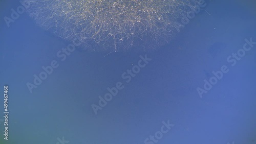 mold aspergillus niger grows on food surface time lapse