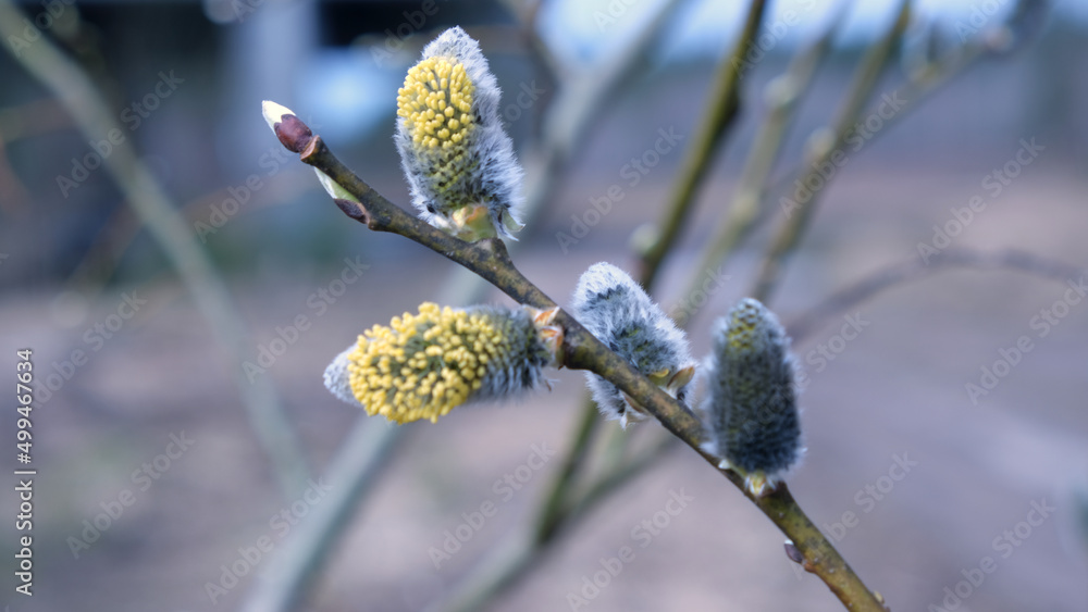 A blossoming willow tree in a spring forest. Palm Sunday A blossoming willow tree in a spring forest. Palm Sunday