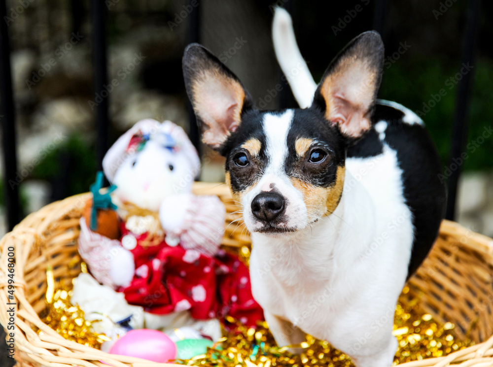 Rat terrier chihuahua mix in an Easter Basket for a holiday portrait.  