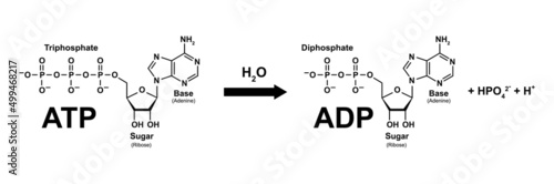 Chemical Illustration of Adenosine Triphosphate Molecule Hydrolysis. ATP to ADP. Vector Illustration.