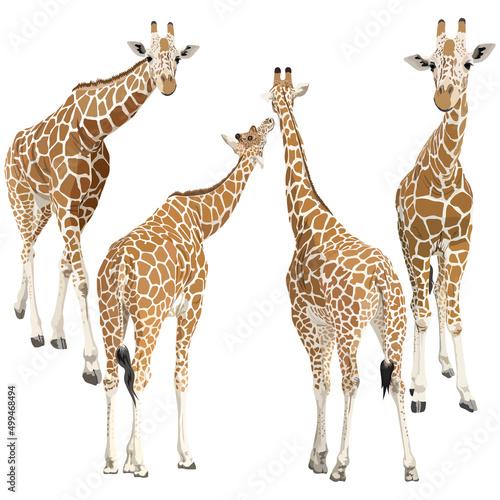 Collection of giraffes