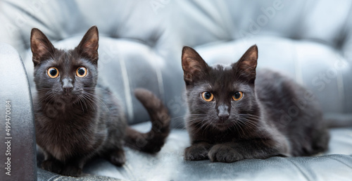 dwa czarne koty o pomarańczowych oczach siedzą na kanapie