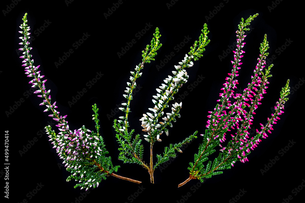 Ταπετσαρία Three sprigs of red heather (calluna vulgaris) close-up on white.