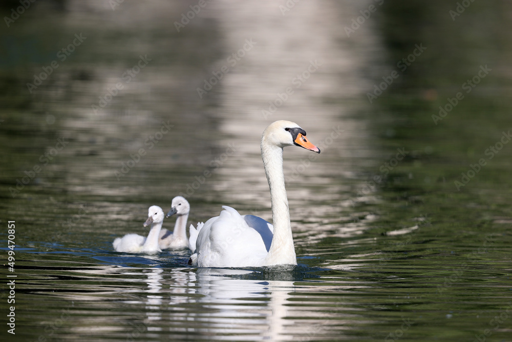 Mute swan in a park in Paris Ile de France France. Mute swan in a park in Paris Ile de France France.