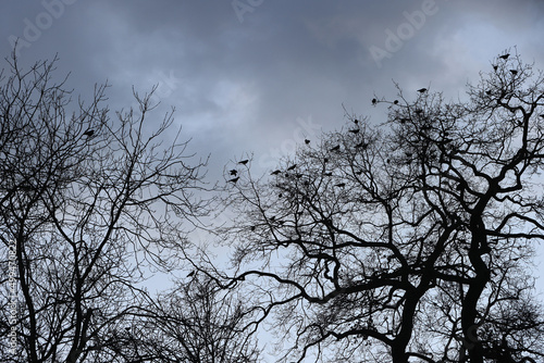 Black crows in a park in Paris Ile de France France.