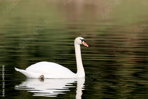 Mute swan in a park in Paris Ile de France France.