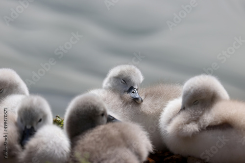 Mute swan in a park in Paris Ile de France France.